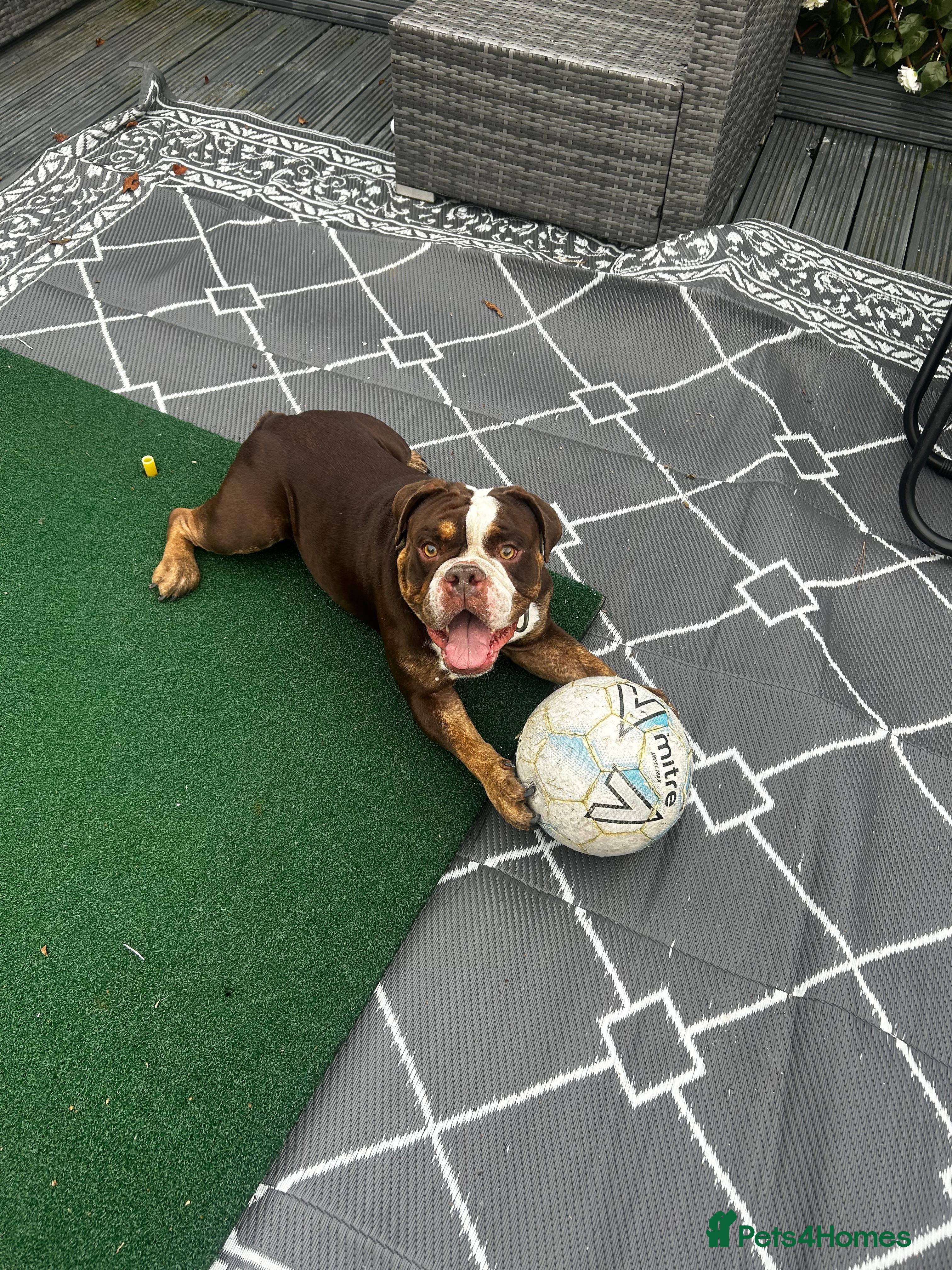 English Bulldog dogs English/British bulldog  - Advert 15