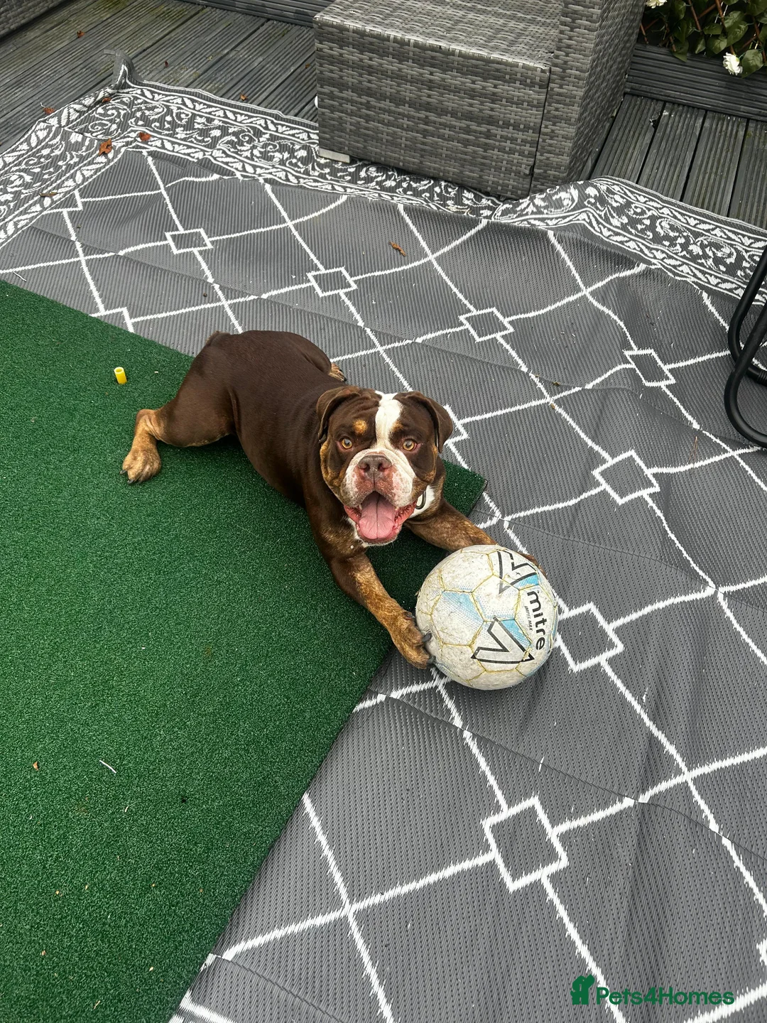 English Bulldog dogs for sale: English/British bulldog  - Advert 1