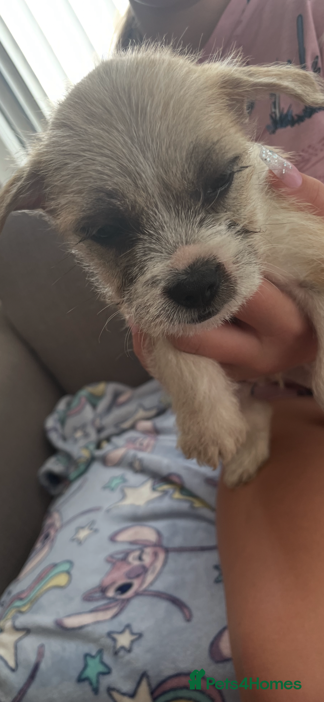 Jack Russell dogs for sale: Jack Russell puppies - Image 2