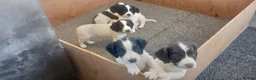English Springer Spaniel dogs for sale: English springer spaniel pups  - Advert 24