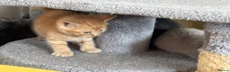 British Shorthair cats for sale: Stunning set of British blues - Advert 11