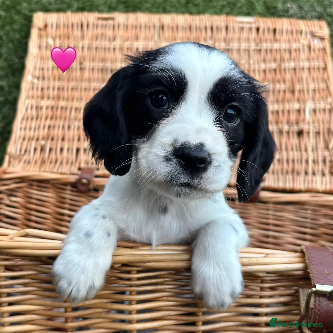 Cocker Spaniel dogs for sale: Cocker Spaniel Puppies Ready 28th February - Advert 2