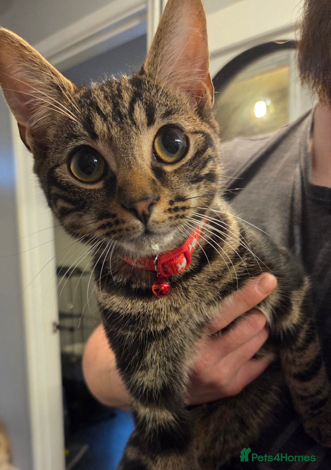 Mixed Breed cats for sale: 2 male kittens  - Advert 3