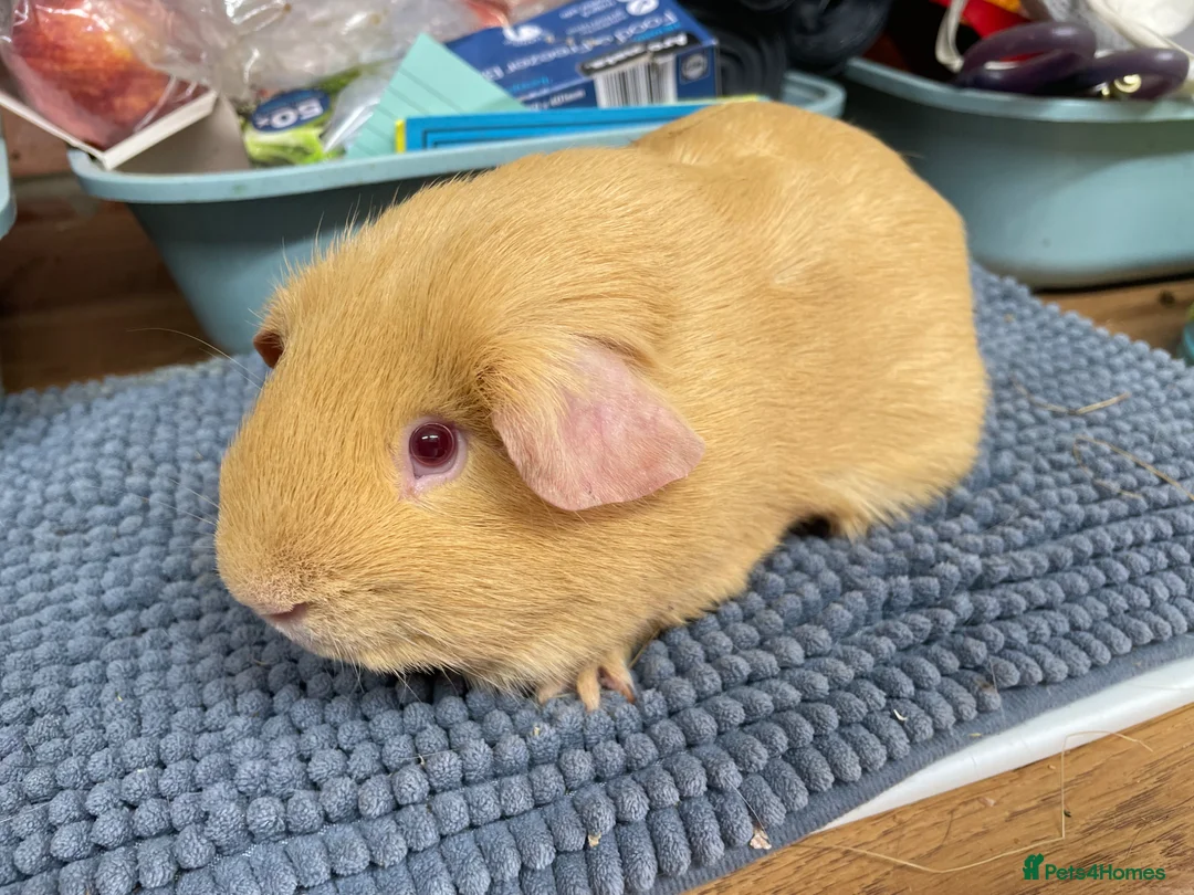 Guinea Pig rodents for sale: Two Saffron Boars - Advert 4