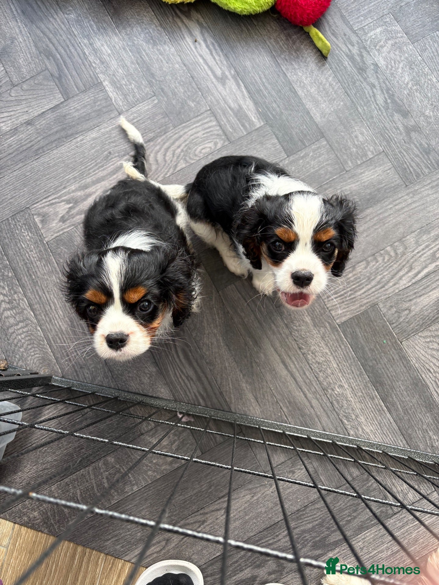 Cavalier King Charles Spaniel dogs stunning health tested cavalier king charles pups - Advert 6