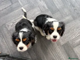 Cavalier King Charles Spaniel dogs stunning health tested cavalier king charles pups - Advert 6
