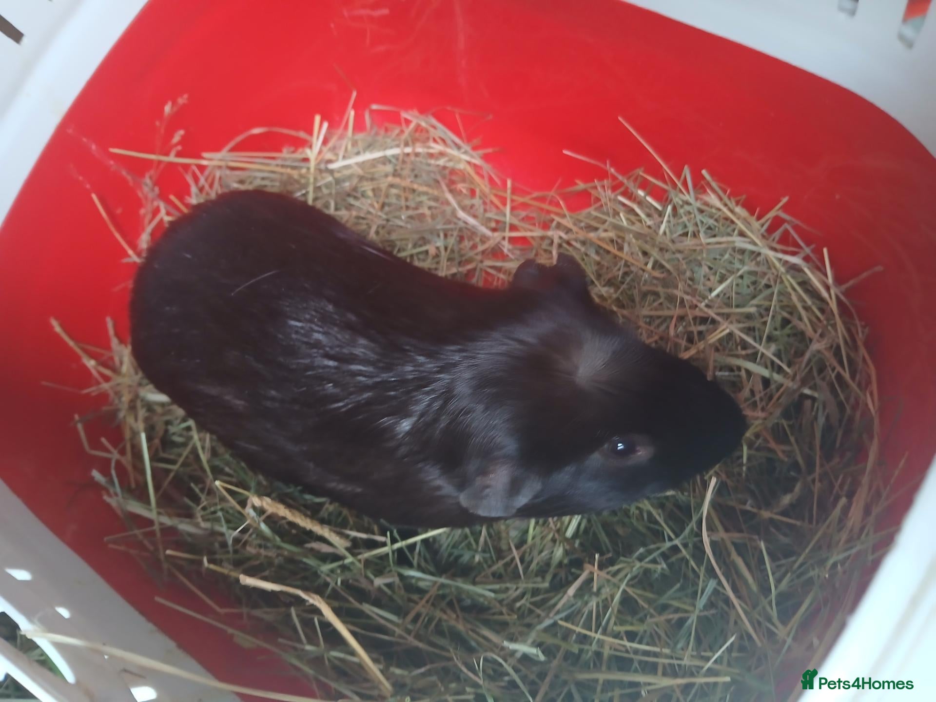 Guinea Pig rodents Baby boars for sale (REDUCED) - Advert 1