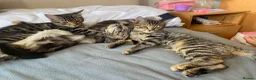 Mixed Breed cats for sale: Female  - Advert 8