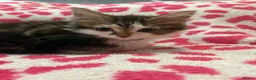 Mixed Breed cats for sale: Gorgeous kittens in Dukinfield - Advert 4