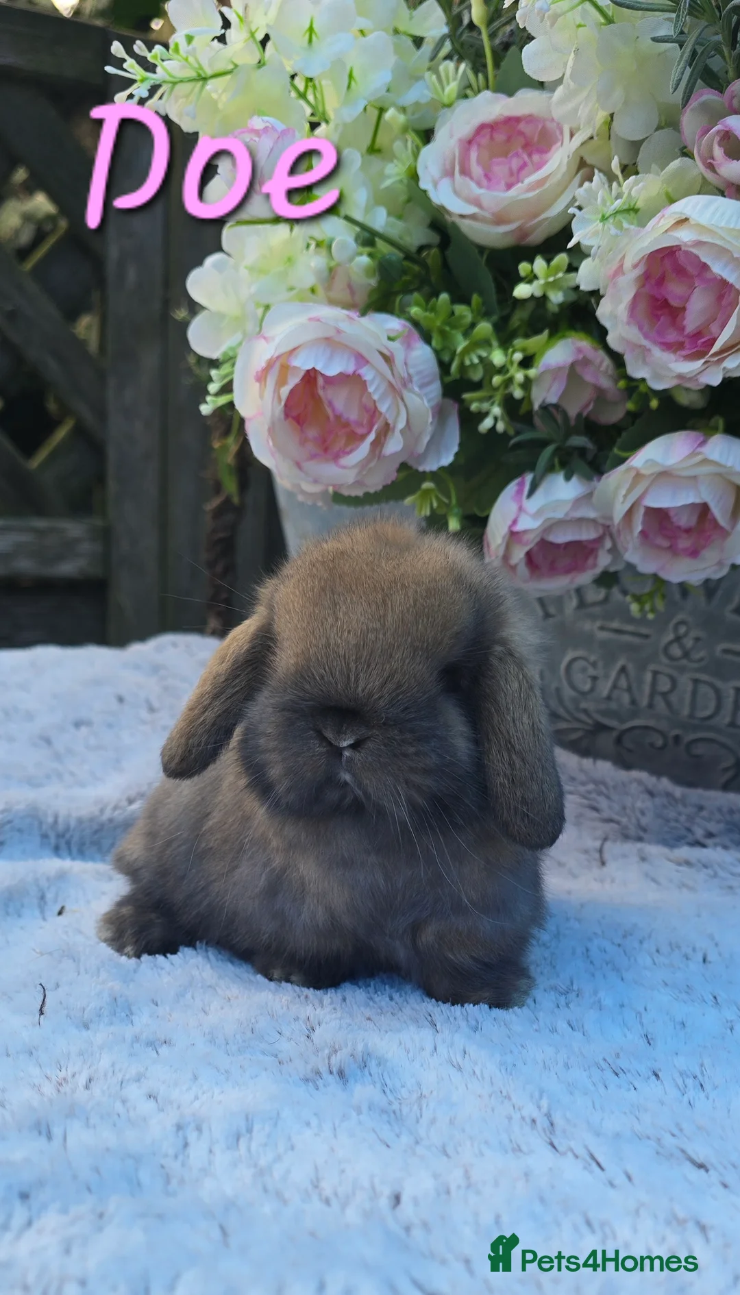 Mini Lop rabbits for sale: Beautiful quality mini lops - Advert 2