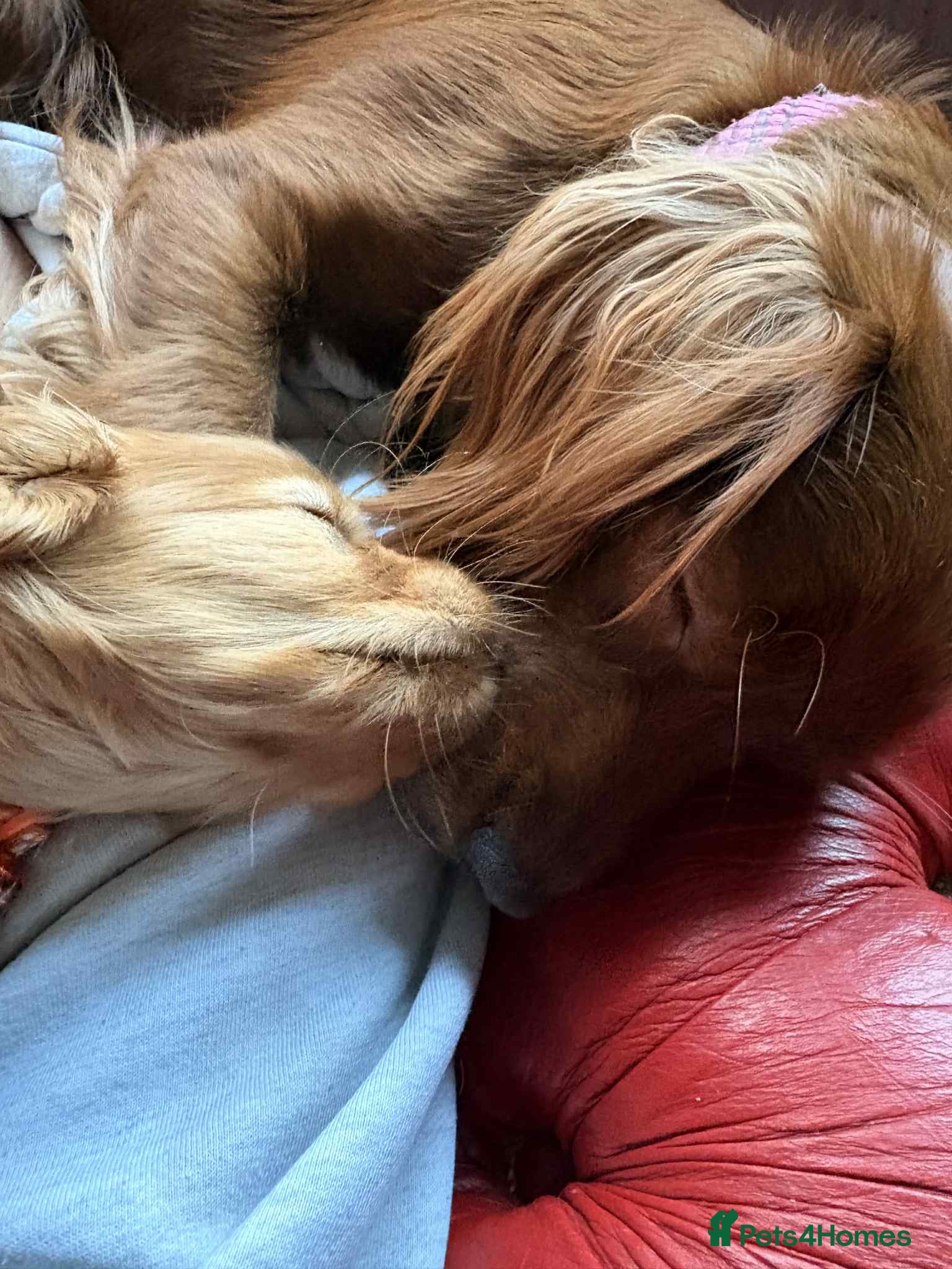 Mixed Breed dogs Tiny (Cockalier) Ready now.  - Advert 17