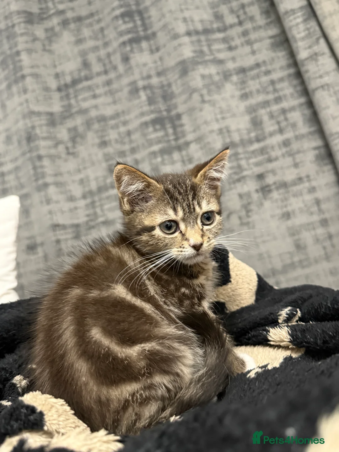 Mixed Breed cats for sale: Tabby Kitten Girl - Advert 3