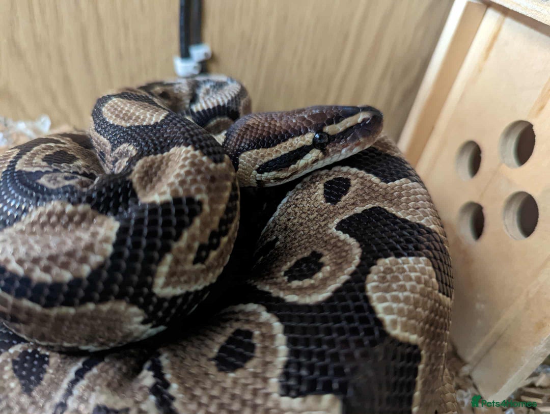 Python Snake reptiles for sale: Ball python  - Advert 2