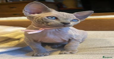 Sphynx cats - Advert 16