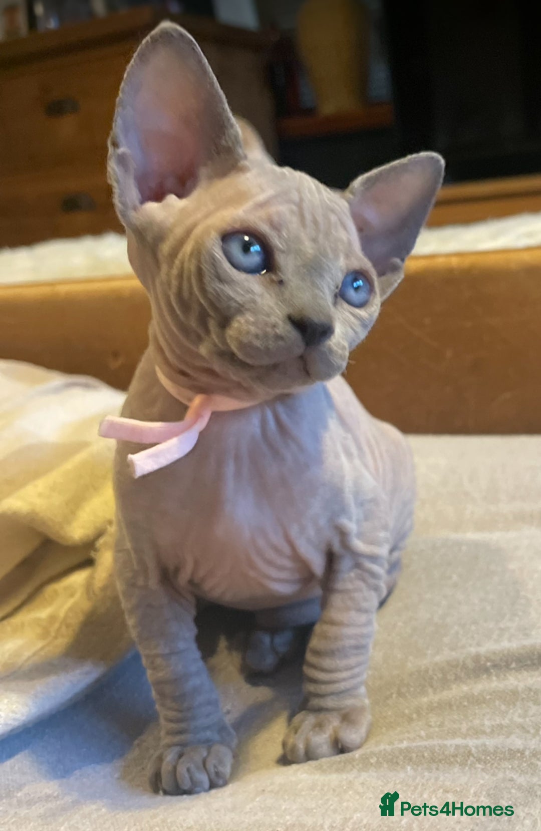 Sphynx cats for sale: Pedigree Sphynx kittens Tica Registered - Image 4