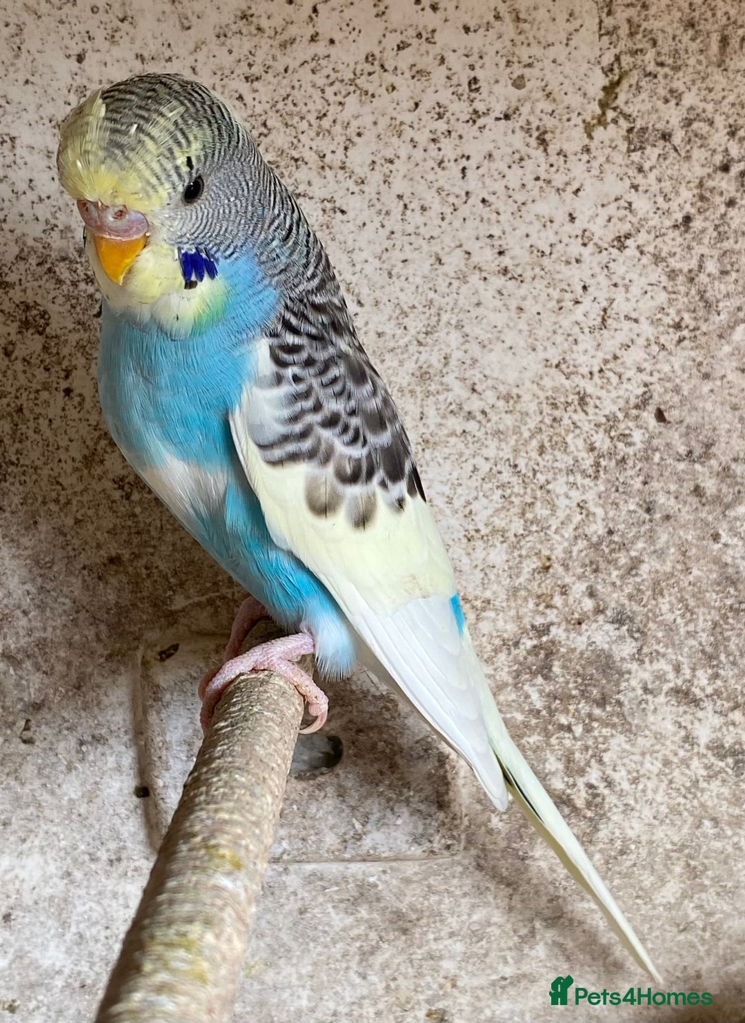 Budgerigars birds for sale: Beautiful Budgies - Image 13