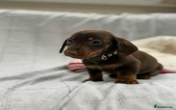 Miniature Dachshund dogs for sale: Miniature Dachshunds  - Image 4
