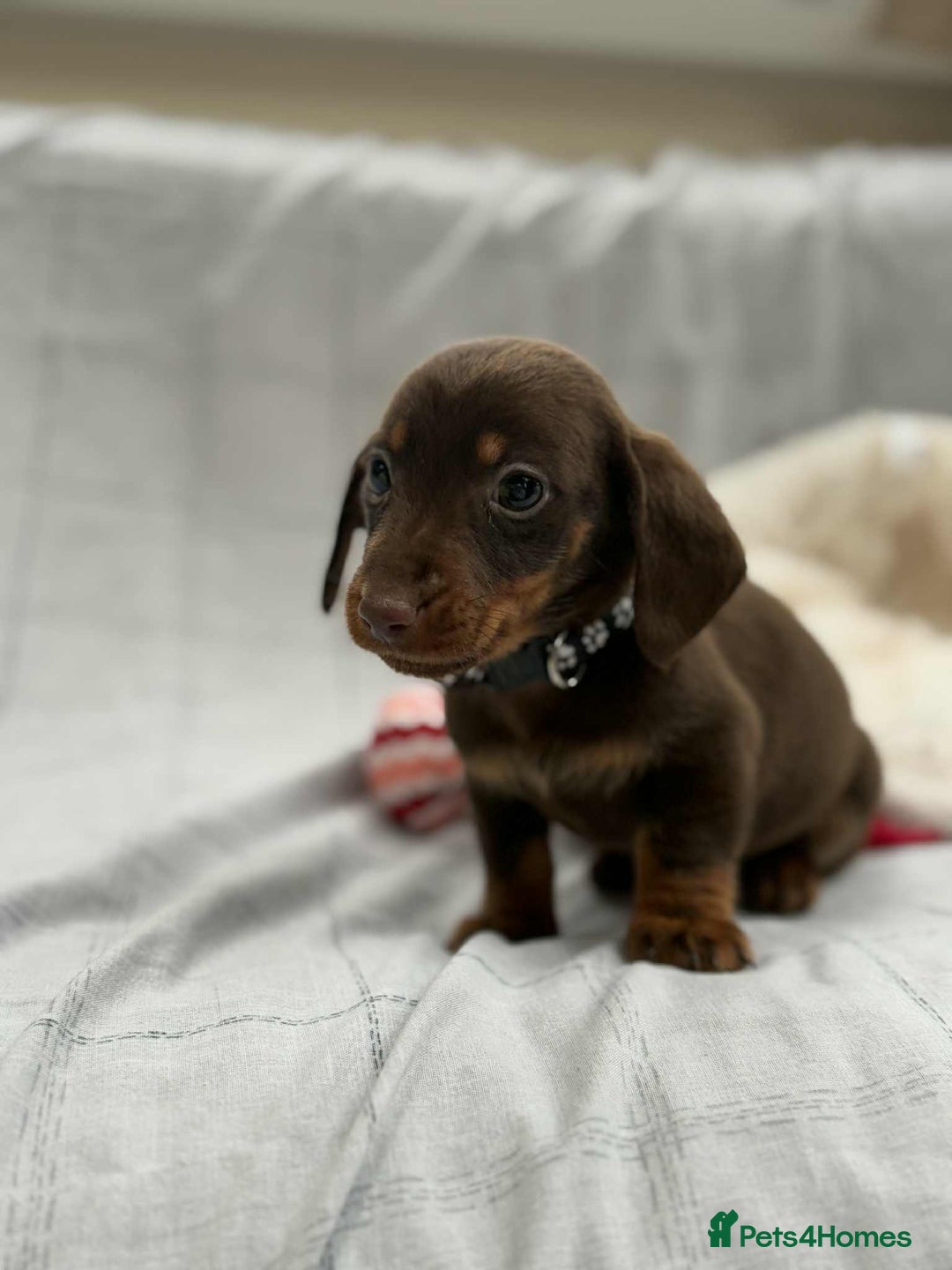 Miniature Dachshund dogs for sale: Miniature Dachshunds  - Image 4