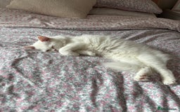 Persian cats for sale: Persian female kitten Lily  - Image 2