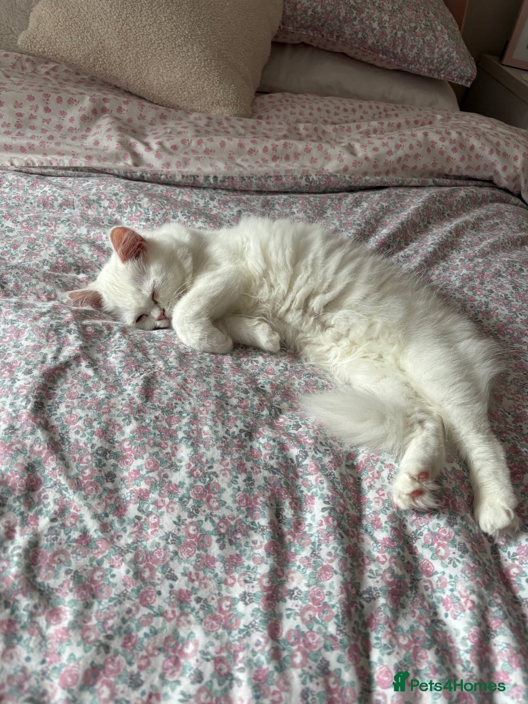 Persian cats for sale: Persian female kitten Lily  - Image 2