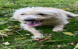 Labradoodle dogs for sale: 🌟 Beautiful Darcy — Yellow Labradoodle 🌟 - Image 7