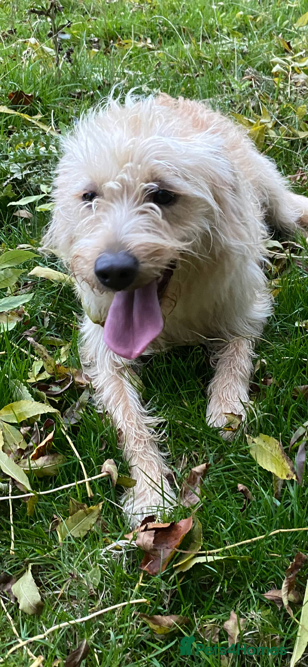 Labradoodle dogs for sale: 🌟 Beautiful Darcy — Yellow Labradoodle 🌟 - Image 7