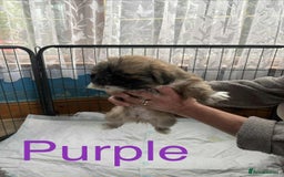 Shih Tzu dogs for sale: 8 WEEKS OLD Shih Tzu puppies - Image 2