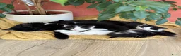 British Longhair cats for sale: Last adorable kitten ready to go - Advert 14