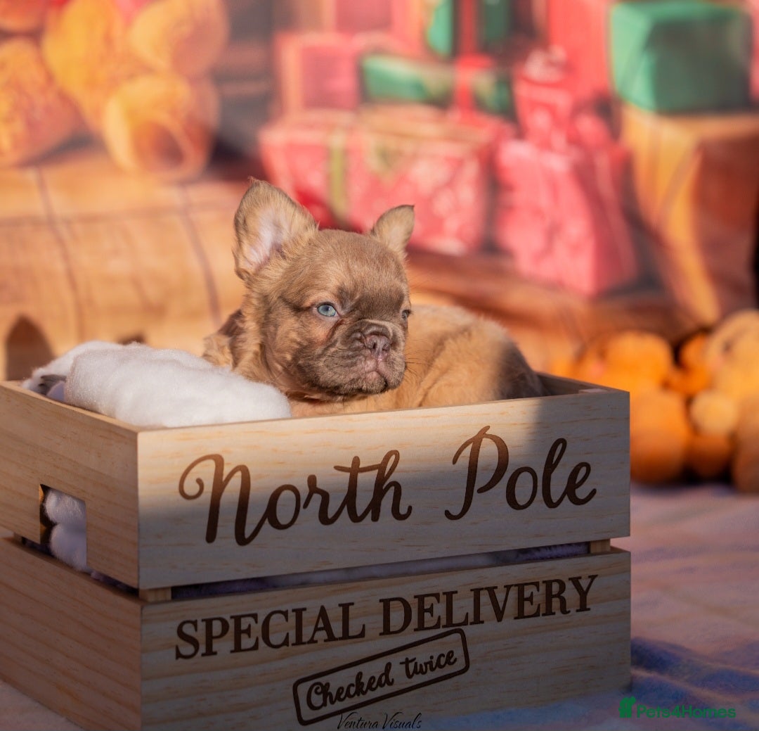 French Bulldog dogs for sale: Adorable fluffy frenchies ready for loving homes - Advert 20