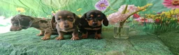 Miniature Dachshund dogs for sale: Stunning smooth haired miniature dacshund - Advert 2