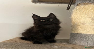 Maine Coon cats - Advert 3