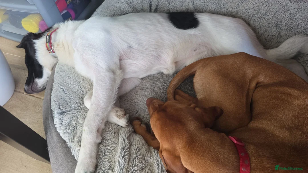 Mixed Breed dogs for adoption: ANGEL - NOW RESERVED - Advert 2