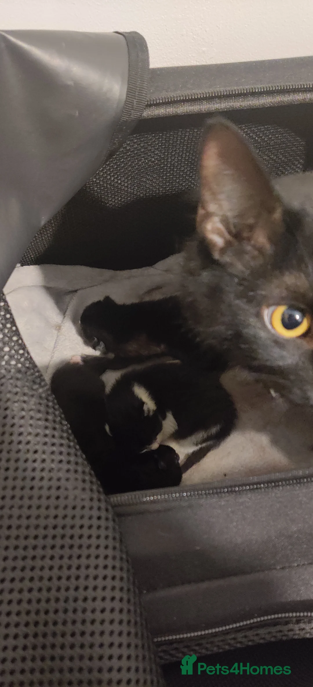 Mixed Breed cats for sale: Three Black and White Kittens - Advert 10