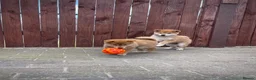 Japanese Shiba Inu dogs for sale: KC registered Japanese Shiba Inu puppies - Advert 2