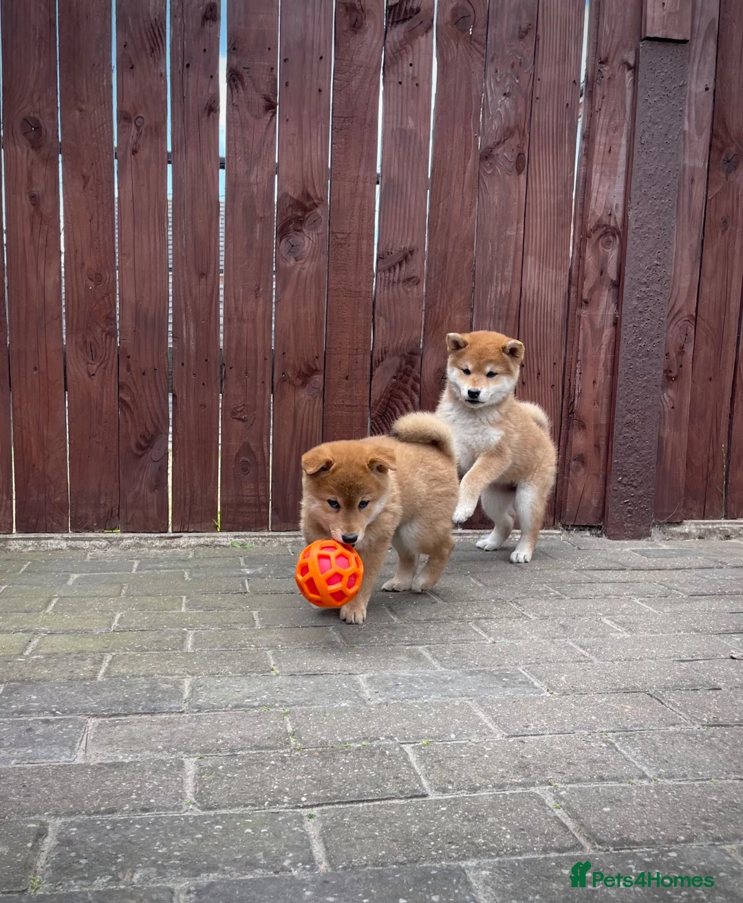 Japanese Shiba Inu dogs for sale: KC registered Japanese Shiba Inu puppies - Advert 2