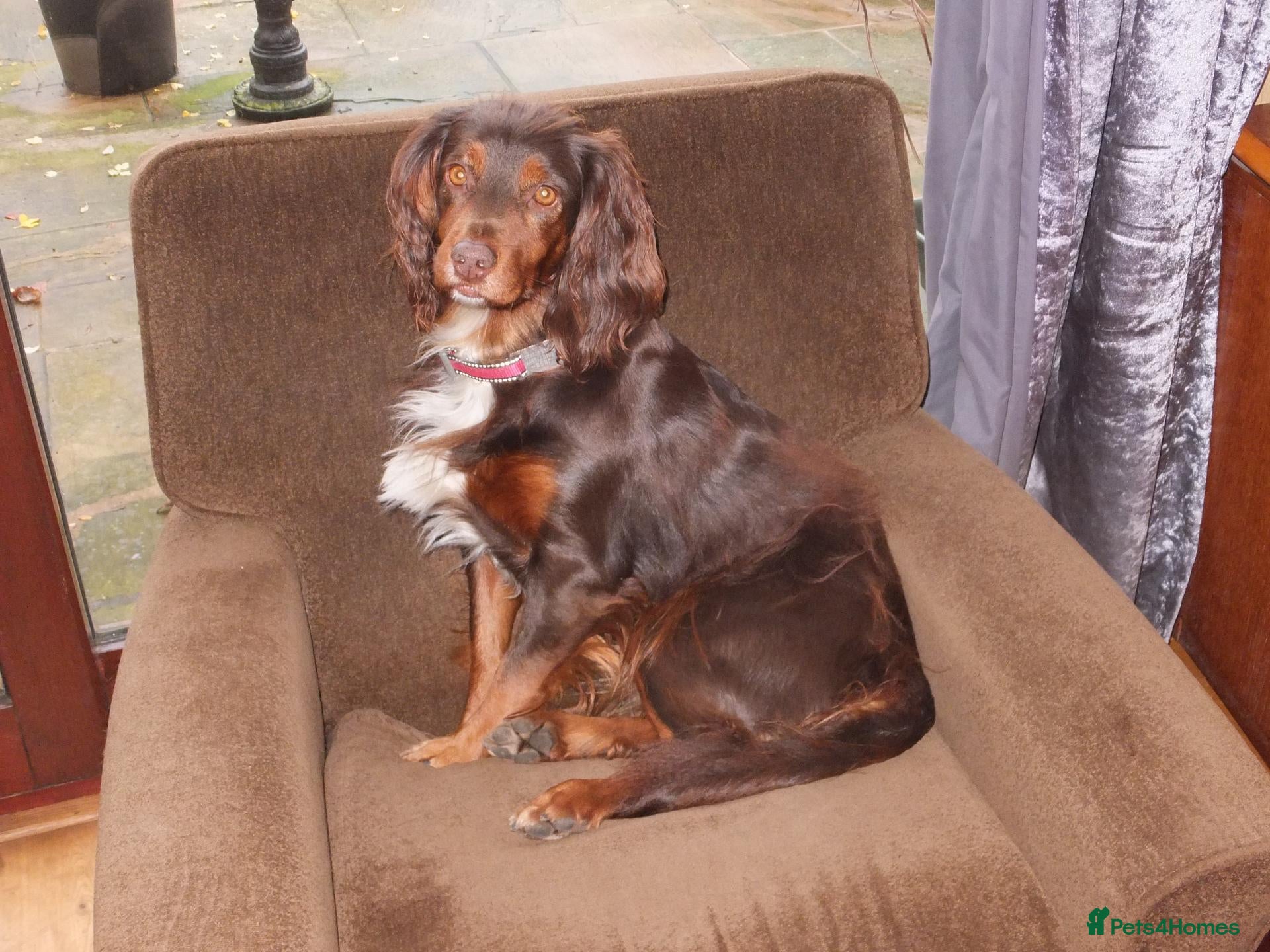 Cocker Spaniel dogs Working Cocker Spaniels - Advert 1