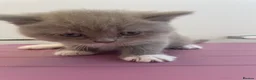 Scottish Fold cats for sale: 3 Scottish Fold kittens  - Advert 11