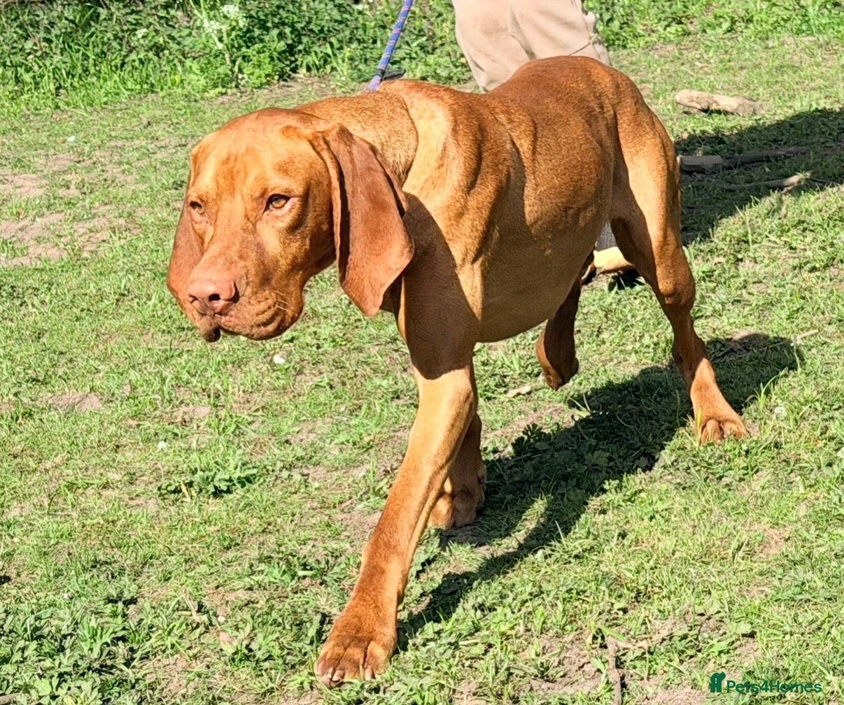 Hungarian Vizsla dogs The Golden Hearted Guardians Chapter🥈 - Advert 2