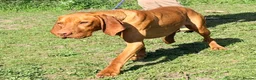 Hungarian Vizsla dogs for sale: The Golden Hearted Guardians Chapter🥈 - Advert 3