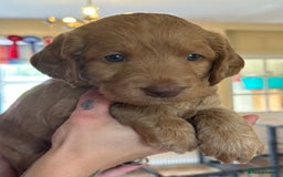 Labradoodle dogs for sale: Beautiful 50/50 British x Australian Labradoodles in Knighton - Image 27