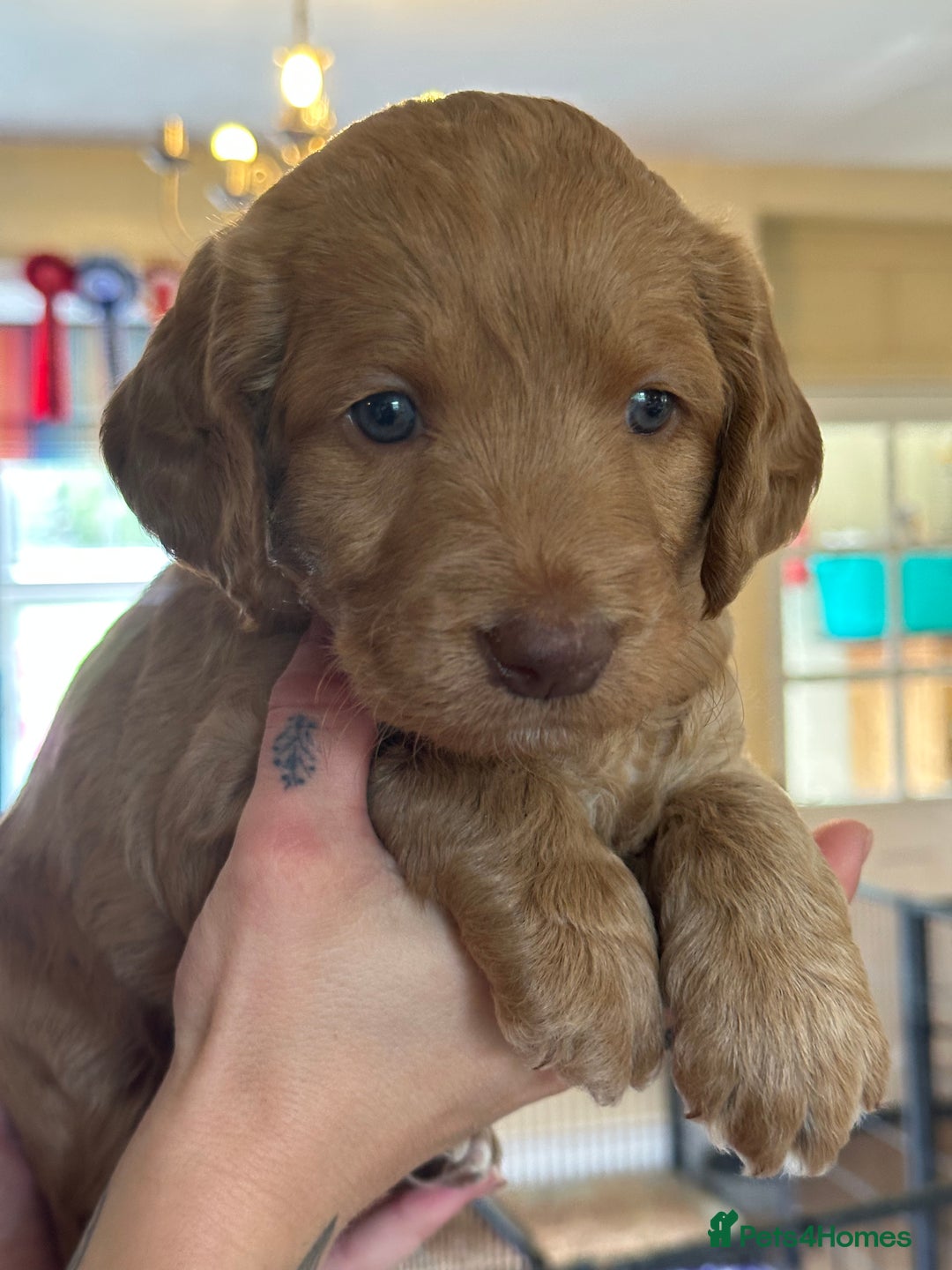 Labradoodle dogs for sale: Beautiful 50/50 British x Australian Labradoodles in Knighton - Image 27