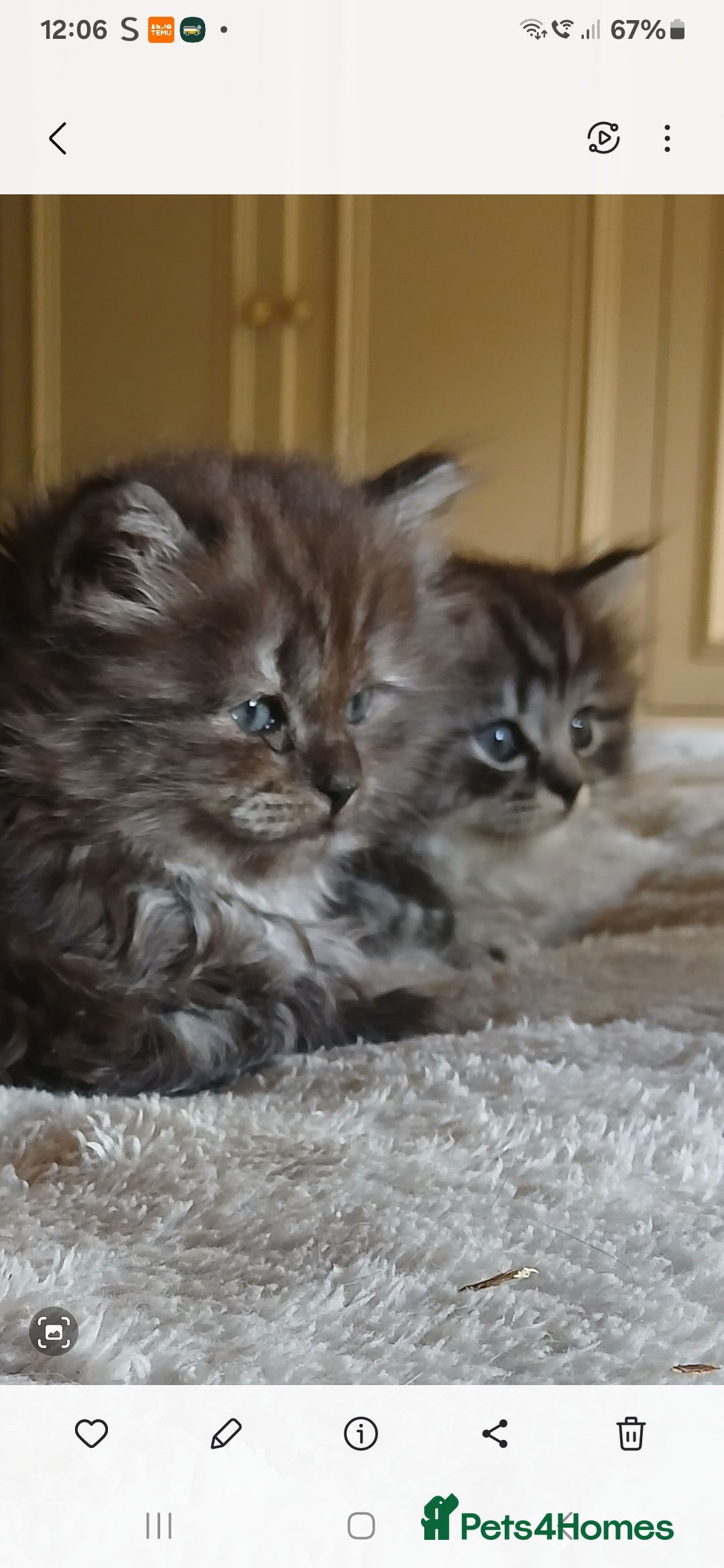 Mixed Breed cats for sale: British long hair cross Ragdoll  - Image 7