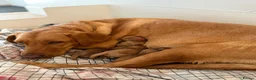 Labrador Retriever dogs for sale: Golden Labradors puppies  - Advert 3