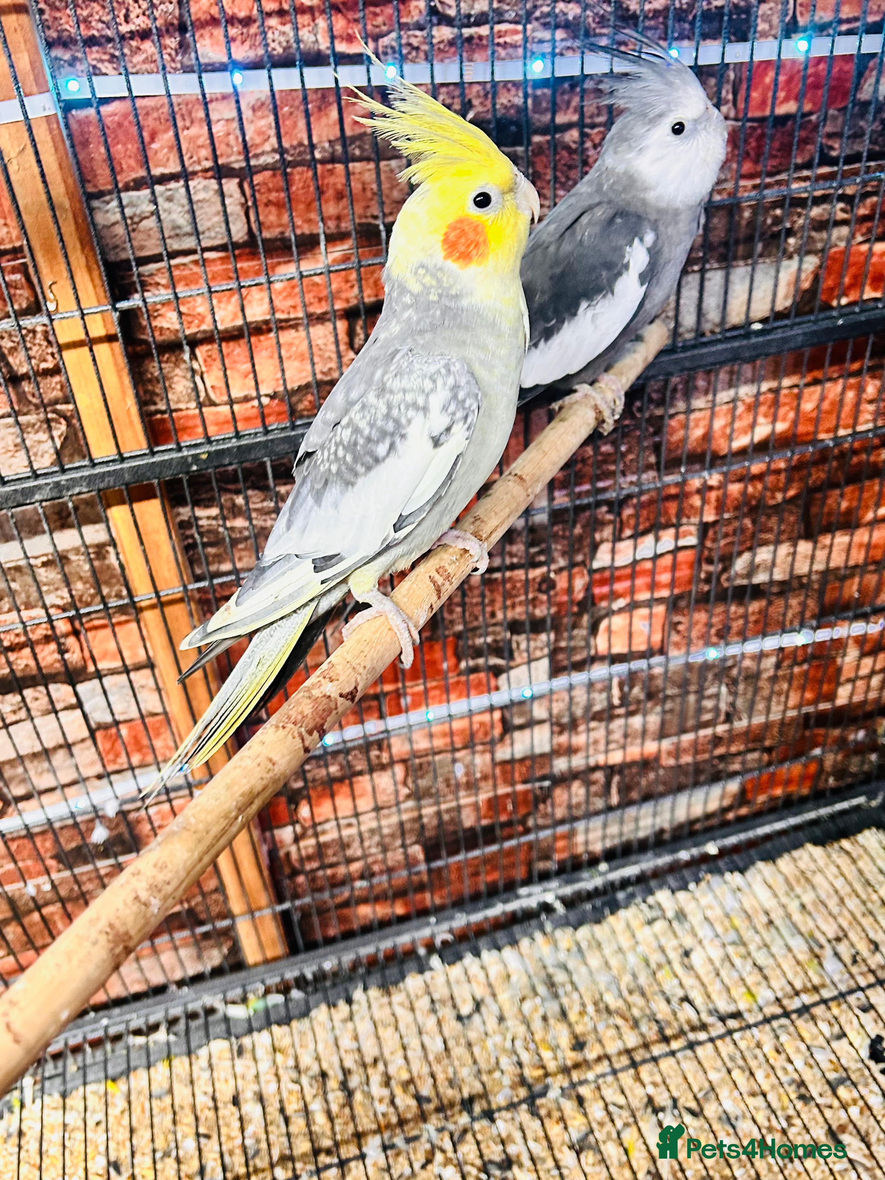 Cockatiels birds Various cockateils for sale  - Advert 2