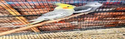 Cockatiels birds for sale: Various cockateils for sale  - Advert 5