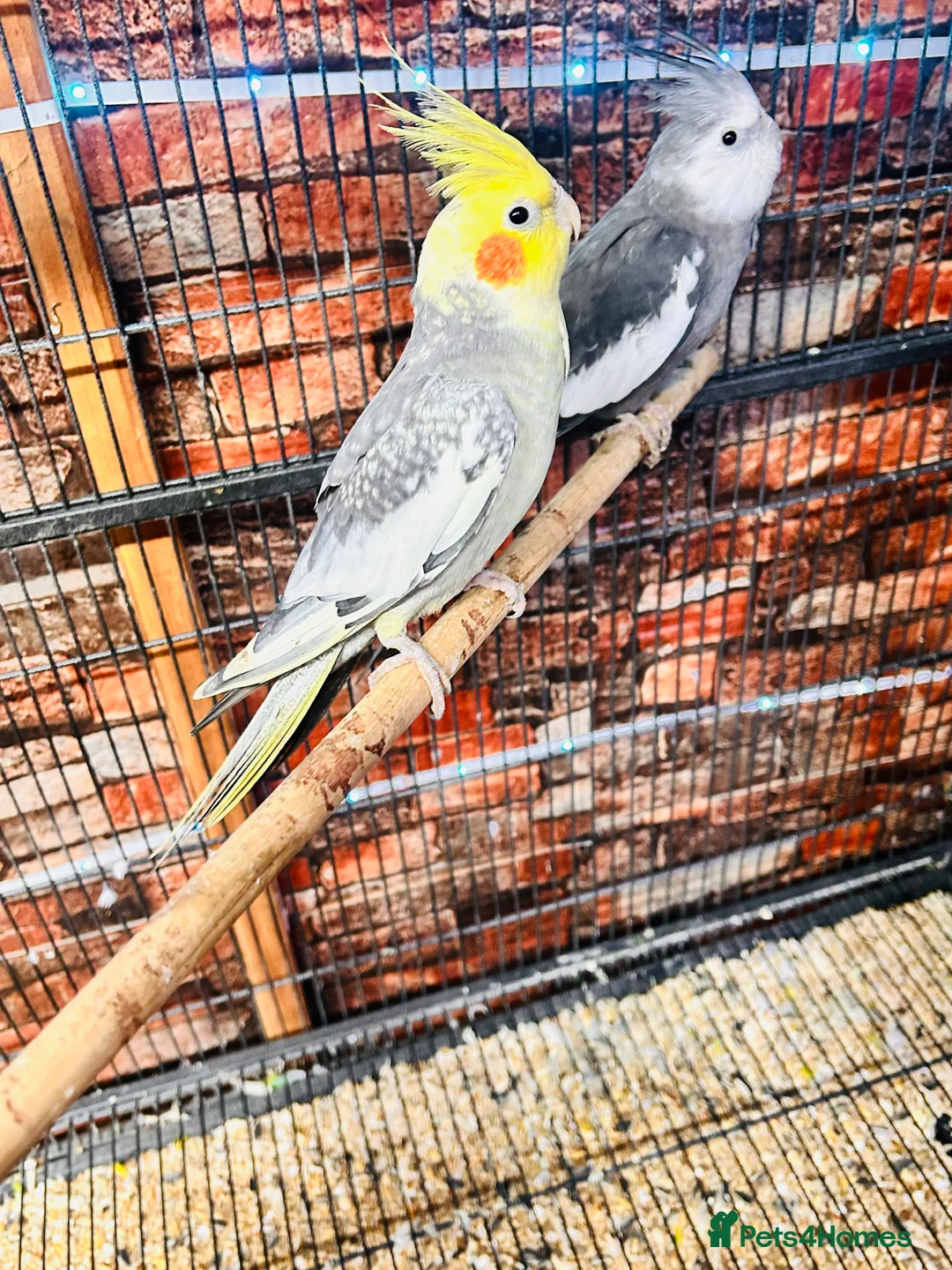 Cockatiels birds for sale: Various cockateils for sale  - Advert 5