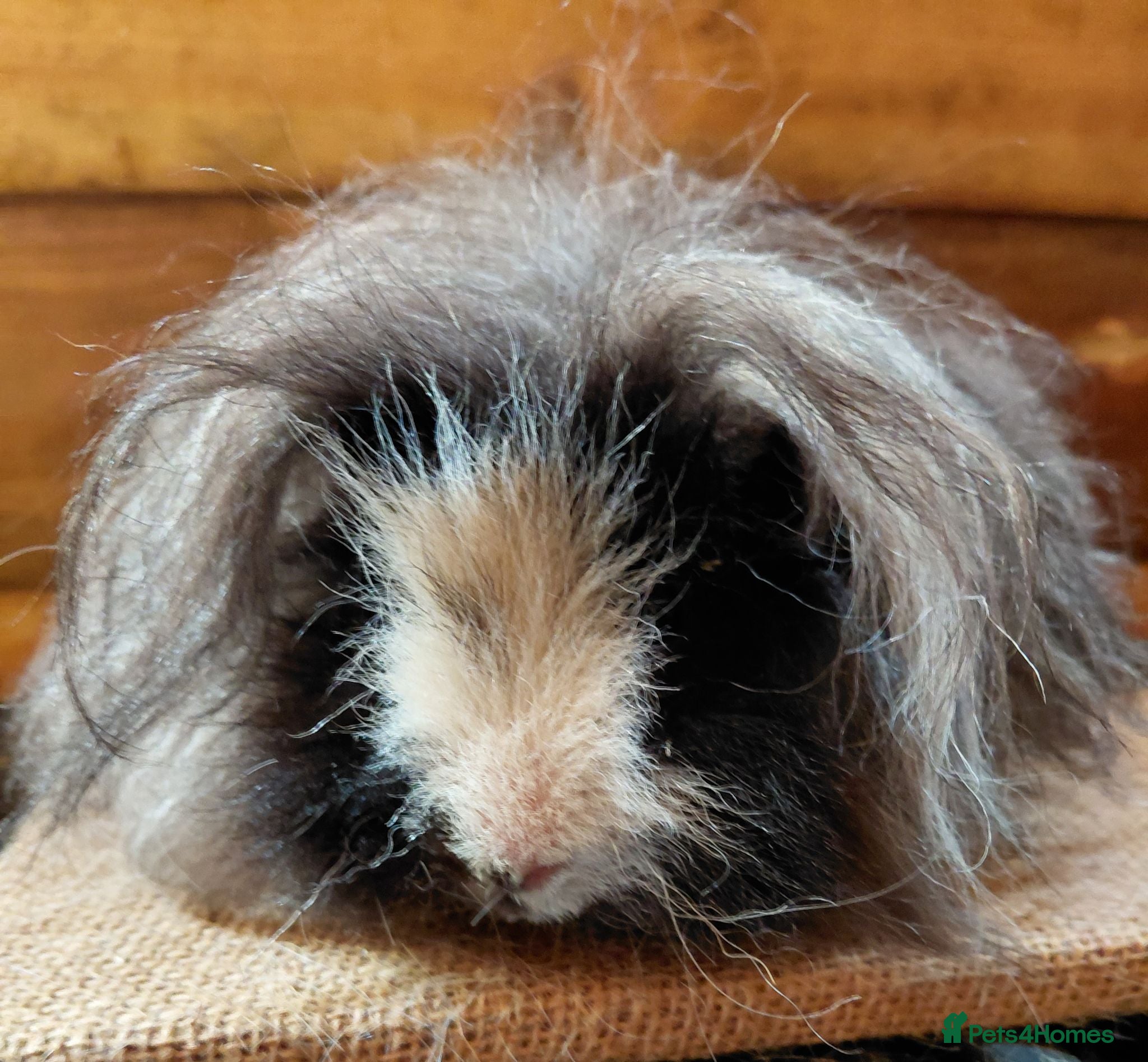 Guinea Pig rodents Guinea pigs  - Advert 1