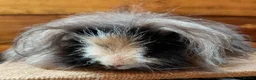 Guinea Pig rodents for sale: Guinea pigs  - Advert 1