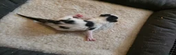 Mixed Breed cats for sale: Bengal cross - Advert 5
