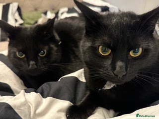 British Shorthair cats for sale - Advert 1